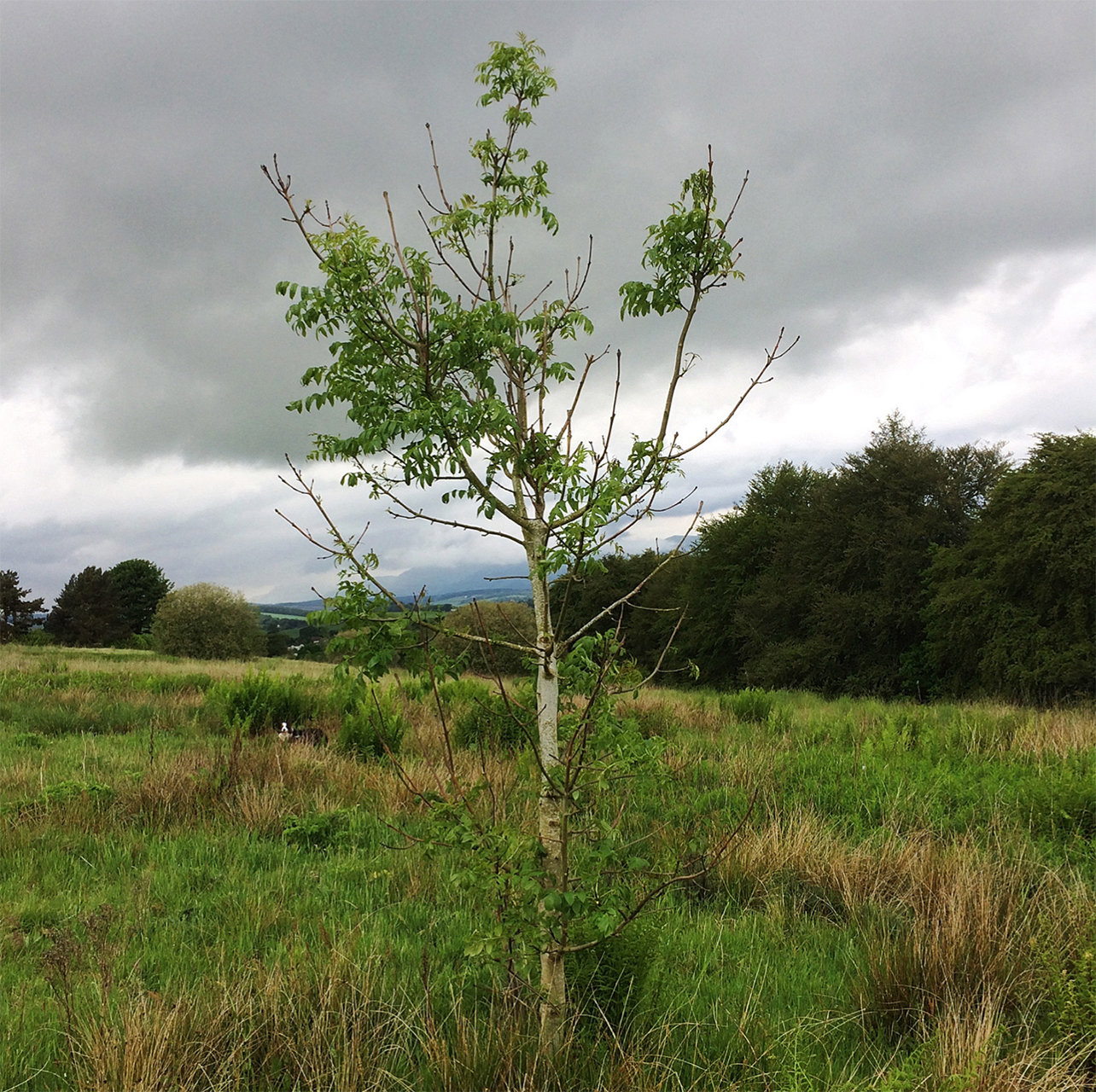 Exile in the Kingdom II